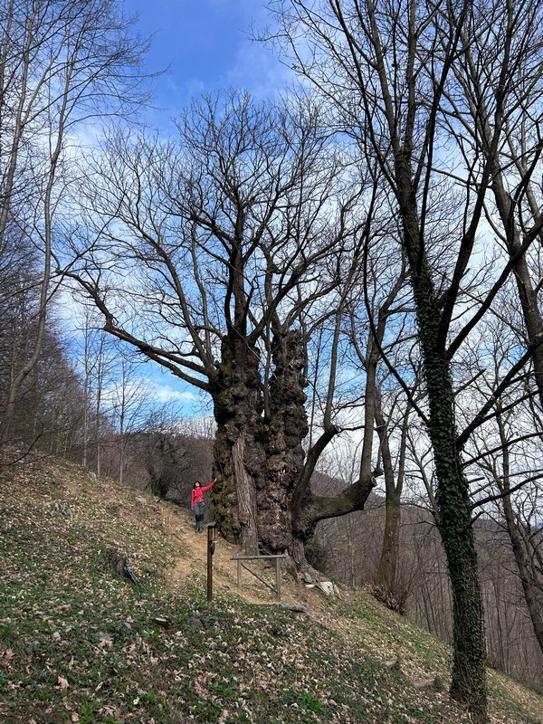 Anello del NAD DOLINO e CASTAGNO di CANALAZ da&nbsp;CLASTRA